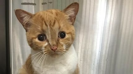 Benny chat hydrocéphalie