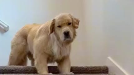 Benny le Golden Retriever