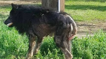 CHIEN LOUP GAROU