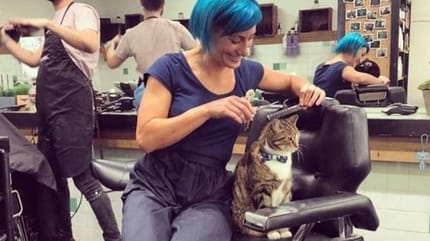 Betty le chat dans un salon de coiffure