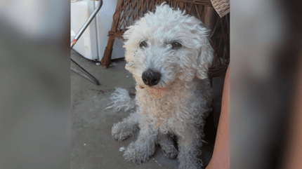 Bichon Frise in rescue in Romania