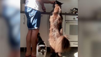 Big black maine coon at standing on back legs