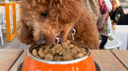 Bij dit restaurant bestellen honden gewoon van de kaart