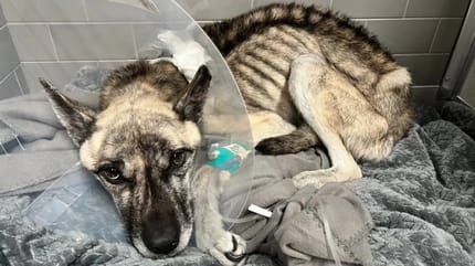 Bis aufs Skelett abgemagerter HUnd