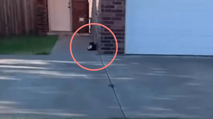 Black and white cat sitting outside house
