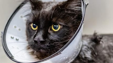 Black cat wearing medical cone