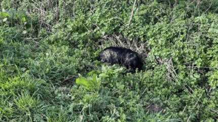 Schwarzer Cocker Spaniel liegt in einem Graben