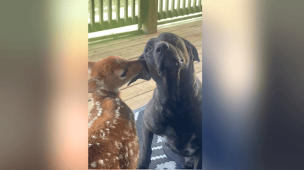 Zwarte hond van gemengd ras zit op veranda met een klein hertje
