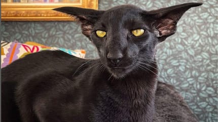 Dracula-Katze