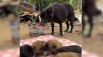 Black stray dog with puppies