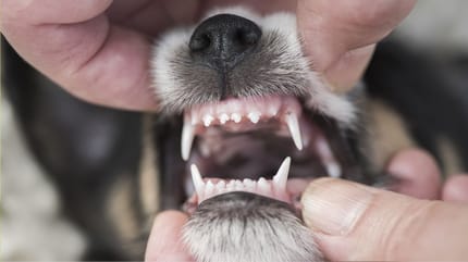 Blasse Schleimhaut Hund