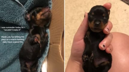 Blessit, die zweibeinige Dackelhündin