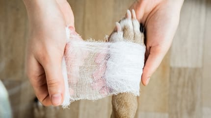 blessure patte chien