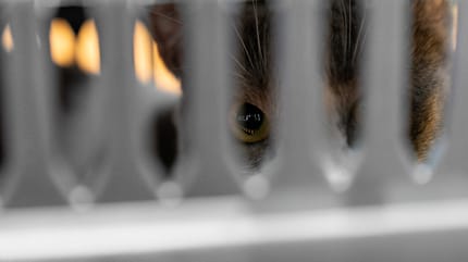 Blick in eine Katzen-Transportbox