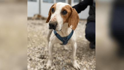 Blind brown and white rescue dog in kennels