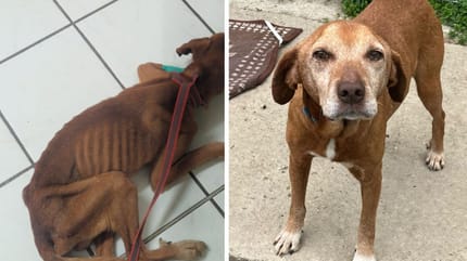 Bob, chien à adopter