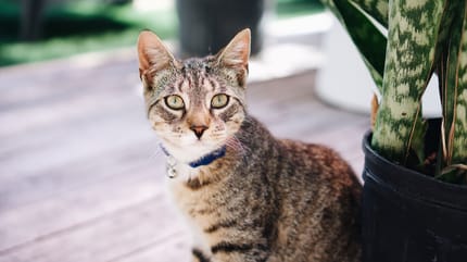 Bogenhanf für Katzen giftig?
