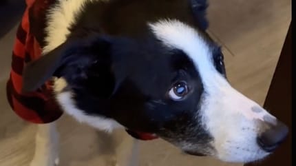 Border collie
