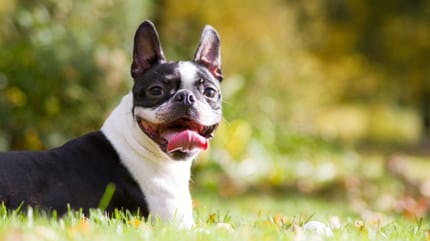 Boston terrier: esperanza de vida