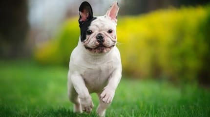 Quizz  : votre chien est-il heureux ?