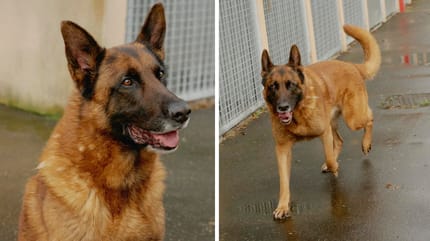 Boy, chien Berger Allemand à adopter