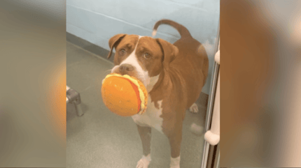 Pitbull marrón y blanco