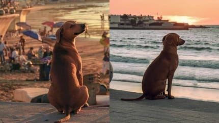 brown dog sitting at beach and looking back