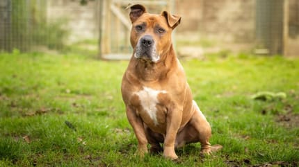 Bruno is op zoek naar een nieuw thuis. Adopteer jij hem?