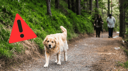 cani al guinzaglio nel periodo di nidificazione e svezzamento