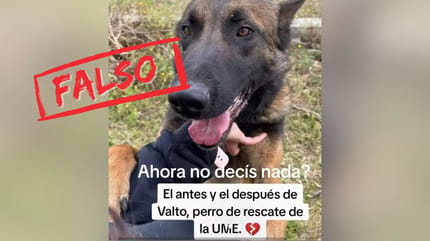 bulo-valto-perro-ume-fallecido