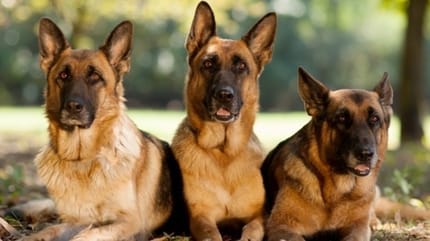 berger allemand chiens