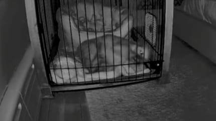 Gabbia durante la notte