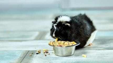 cochon d'inde qui mange