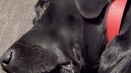 Hond Calli
