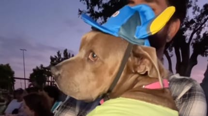 Calypso, femelle Pitbull