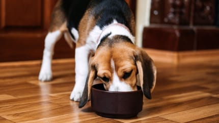 cambio di alimentazione nel cane