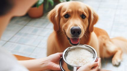 Can dogs eat white rice: Golden retriever with bowl of white rice