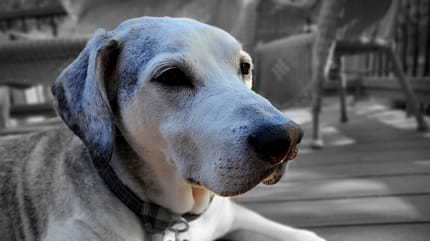cane anziano