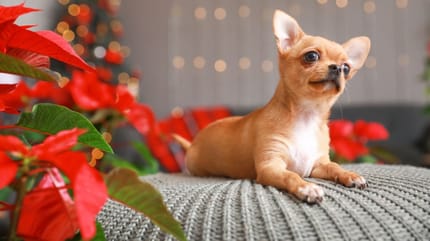 cane chihuahua con stella di natale