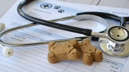 cane con la testa sul tavolo guarda le fatture dei proprietari