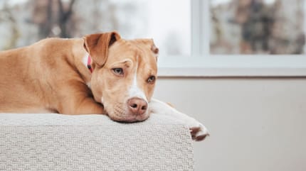 cane con problemi di stomaco