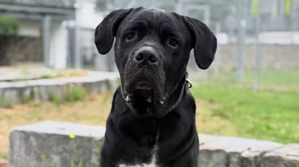 Cane Corso „Darko”