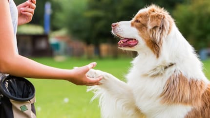 cane da assistenza dà la zampa a una donna