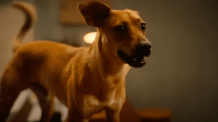 cane del film Carmelo