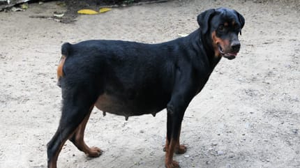 Drachtige Dobermann