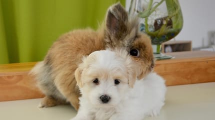 convivenza tra cane e coniglio