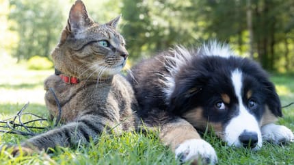 cane e gatto
