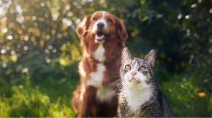 cane e gatto tra i rifiuti