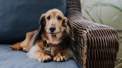 cane gioca con il telecomando