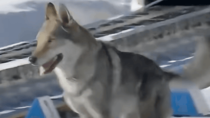 cane invade la pista